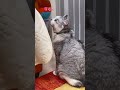 鳴き続ける兄猫を無視し続けた結果・・・@shorts