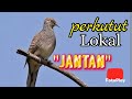 Suara burung perkutut lokal jantan #hobymanuk