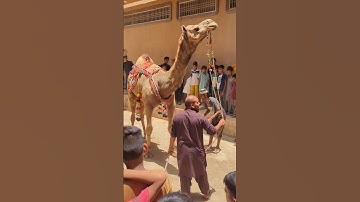 Camel Cutting 🐪 Camel Qurbani - Oant Qurbani 2025 #camelqurbani2025 #animals #funny #cow #camel