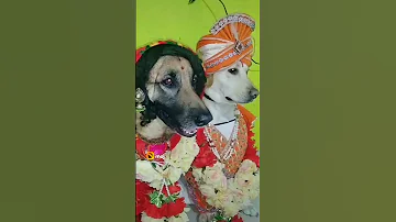 Kutton Ki Barat Hai 