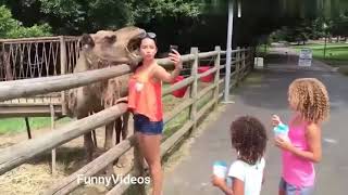 Funny Animals Videos !  Funny Girl Video  2020 !  Funny girl Fails   funny zoo Animals