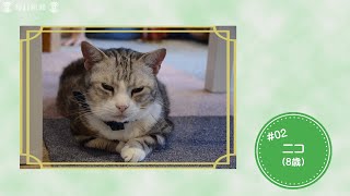 保護猫たちのニャン生（2）ニコ　ペットショップから救出された食いしん坊