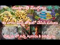 మిద్దె తోటలో పండుగకళ , భోగి మంట లో వచ్చే బూడిదని పారేయకండి || Maa Brundavanam