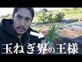 【自給自足】タマネギの王様を植えました!!