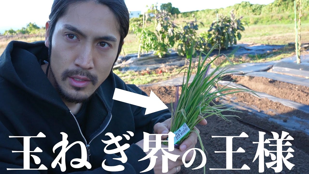 【自給自足】タマネギの王様を植えました!!