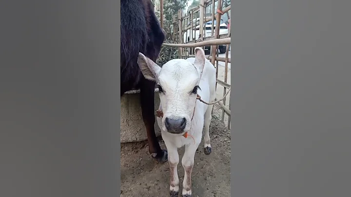 Cute baby cow sound