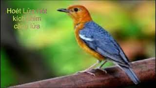 Tiếng Hoét Lửa hót Dùng Kích Chim Bổi Căng Lửa Nhanh | Chim Cảnh Huynh Đệ 2023