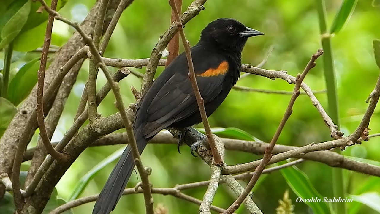 Encontro na natureza, Ave canora, Seu canto flauteado imita outras espécies em melodias