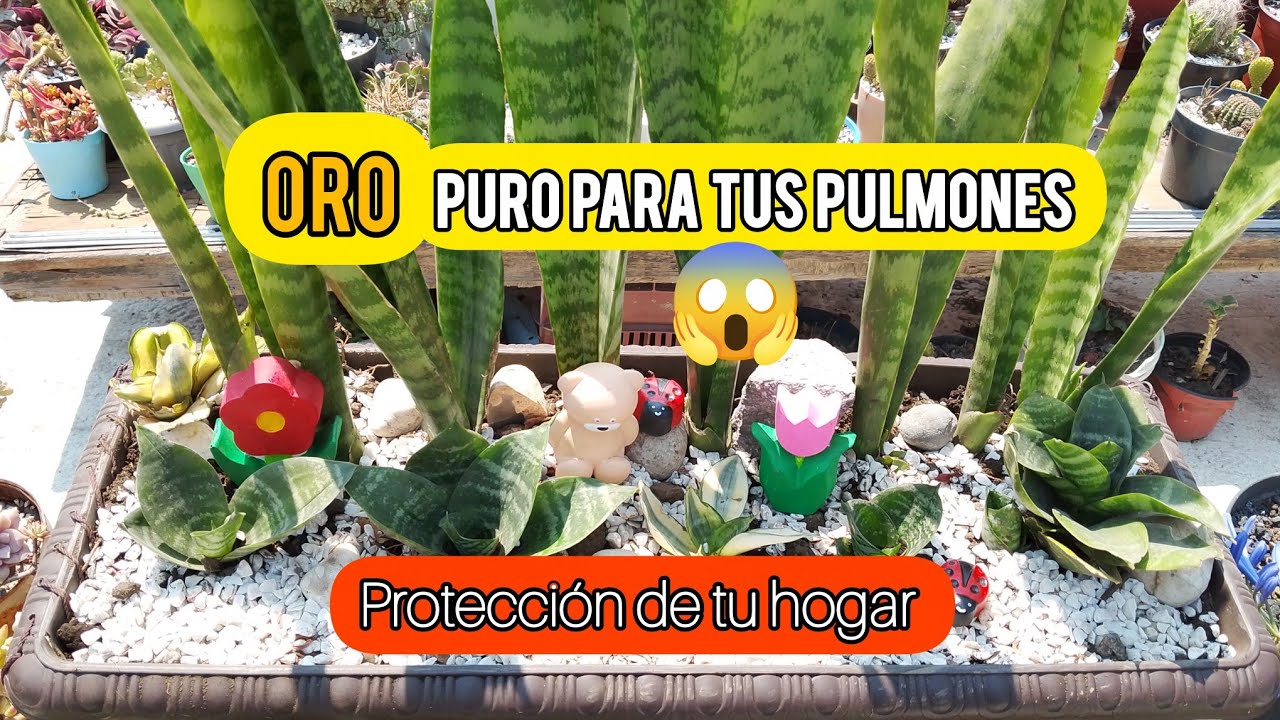 SANSEVIERIA O🗡️DE SAN JORGE FÁCIL DE CUIDAR 😍 EXCELENTES BENEFICIOS 🥰