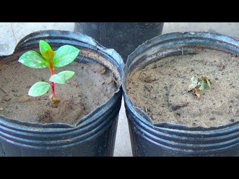 703# How to Grow Guava Plants From Seeds | Result of 101 Days (Urdu/hindi) - YouTube
