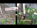 クリスマスローズ　秋の古葉きりから春の剪定まで Caring for Christmas Rose (Hellebores)♪