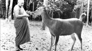 Ajahn Chah - Detachment Within Activity