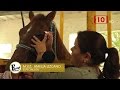 Equino: Oftalmología Equina, cuidando los ojos del caballo