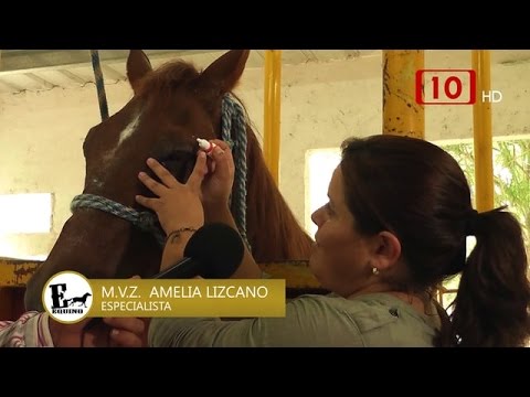 Video: Ojos Rosados en Caballos