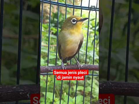 ciri ciri pleci jantan dan betina #pleci