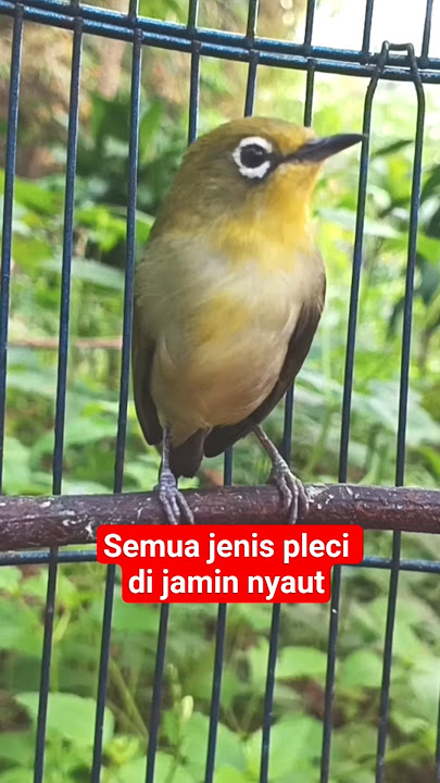 pleci betina manggil jantan #plecigacor