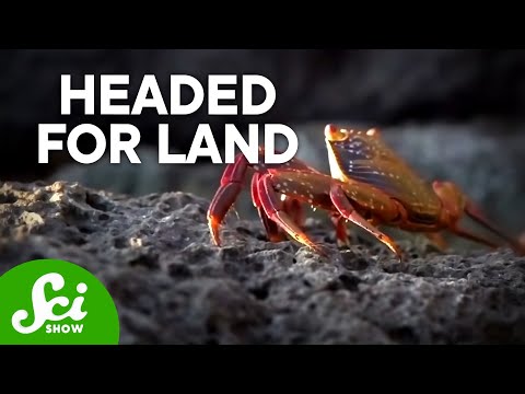 Why Crabs Keep Leaving the Sea for the Land thumbnail