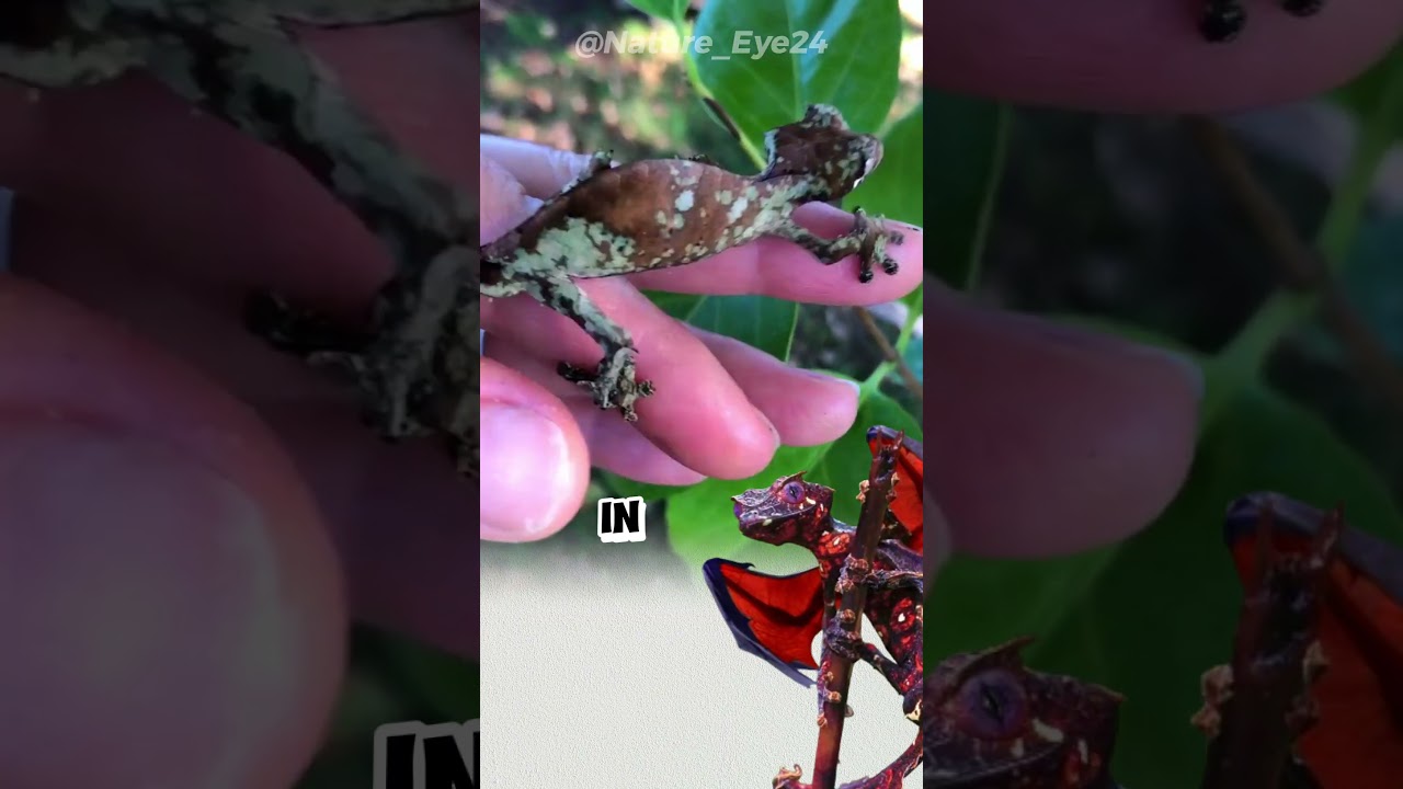 Invisible Lizard's Leafy Disguise! #short #shorts #shortvideo #interestinganimals #LeafTailedGecko