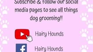 SATISFYING Ear Plucking On A Toy POODLE. Dog Grooming UK. Hairy Hounds. by Hairy Hounds 174 views 3 years ago 2 minutes, 31 seconds