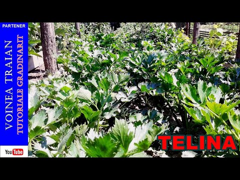 Video: A Scăpa De Rădăcini De Rădăcină