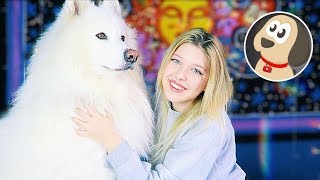 Köpeğimi Nasıl Yıkıyorum ? I Bilge Su Işık & Çarşı