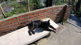 ⁴ᴷ⁶⁰ Walking Houtong Cat Village, Taiwan | 猴硐貓村 (January 3, 2020)