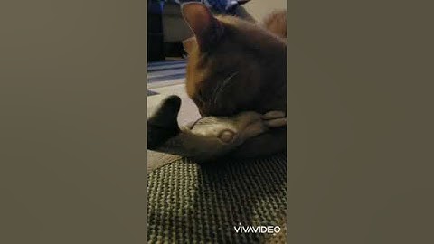 Cat Playing with Interactive Electric Floppy Fish Cat Toy