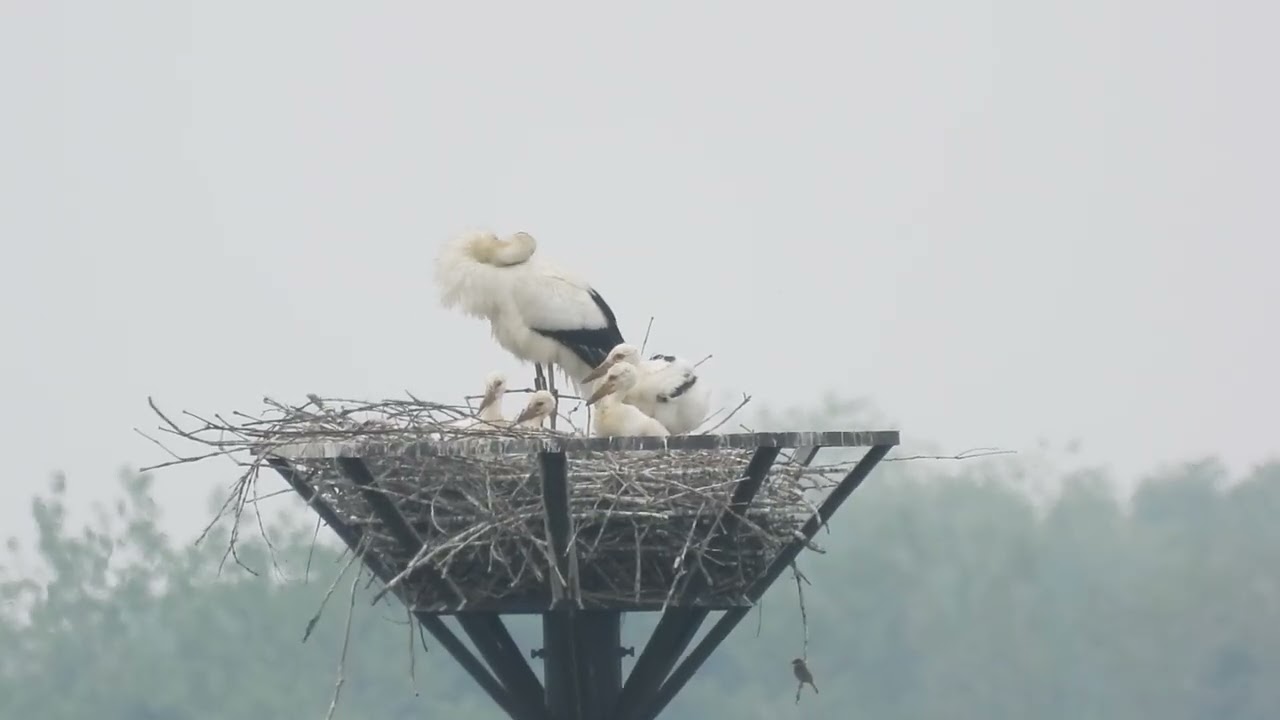 コウノトリ 2026 0516 渡良瀬遊水地 コウノトリ - YouTube