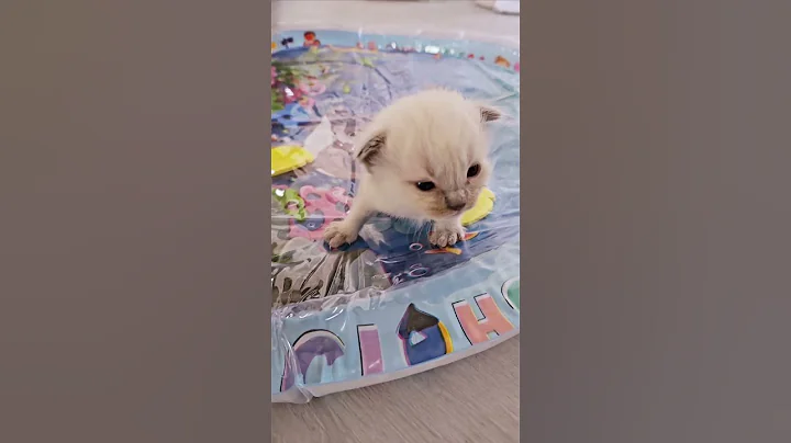 Video 7121151: ragdollkittens funnycat, ragdollkitten catlover, ragdollkittens cat, funnycats pets catlover cats, kitten cute explore, kittens cute baby