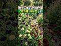 【勝手に増えて毎年咲く!】こぼれ種の神花3選