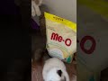 Meo Persian Kitten Food Golubillavlogs Cat Mycatvlog Catfunny Catvlogger Meo Persian Kitten Food Golubillavlogs Cat Mycatvlog Catfunny Catvlogger