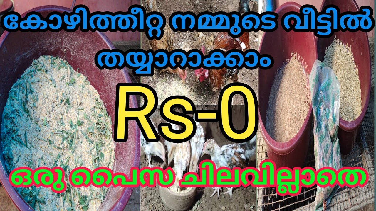 പൈസ ചിലവില്ലാതെ  നല്ല ക്വാളിറ്റി ഉള്ള  കോഴിതീറ്റ വീട്ടിൽ ഉണ്ടാകാംgood #quality #chicken #feedshorts