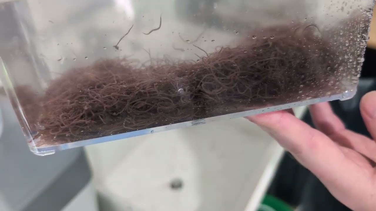 Starting a Black Worm Culture - The Basics
