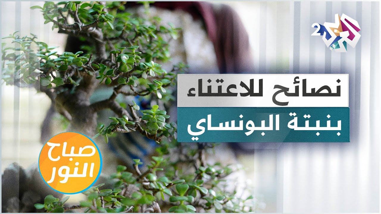 نصائح مفيدة للاعتناء بنبتة البونساي