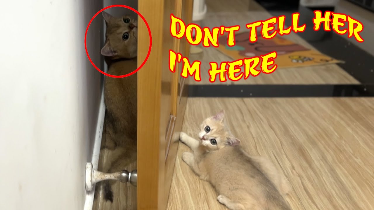Dad cat likes to hide behind door to play peekaboo with kitten Funny