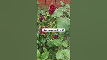 القرآن الكريم بصوت جميل #duet #القران_الكريم #اكسبلور #تيك_توك #المصحف #لايك #راحة_نفسية #ترند