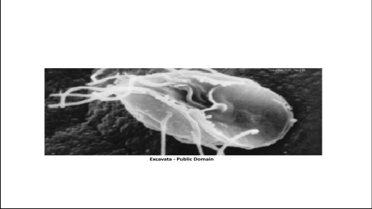 Excavata