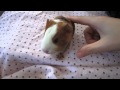 Youtube Thumbnail title