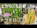 土なしで省スペース!とうもろこし水耕栽培~種まき~収穫まで~