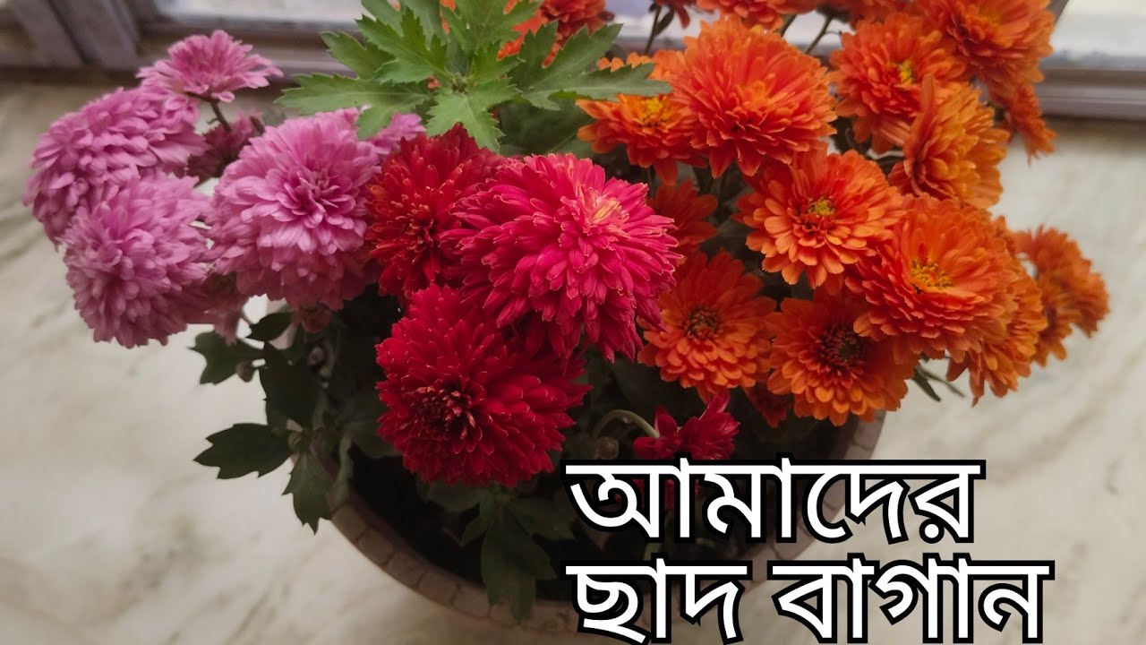 আমাদের ছাদ বাগান 🥰😁।। Roof top gardern 