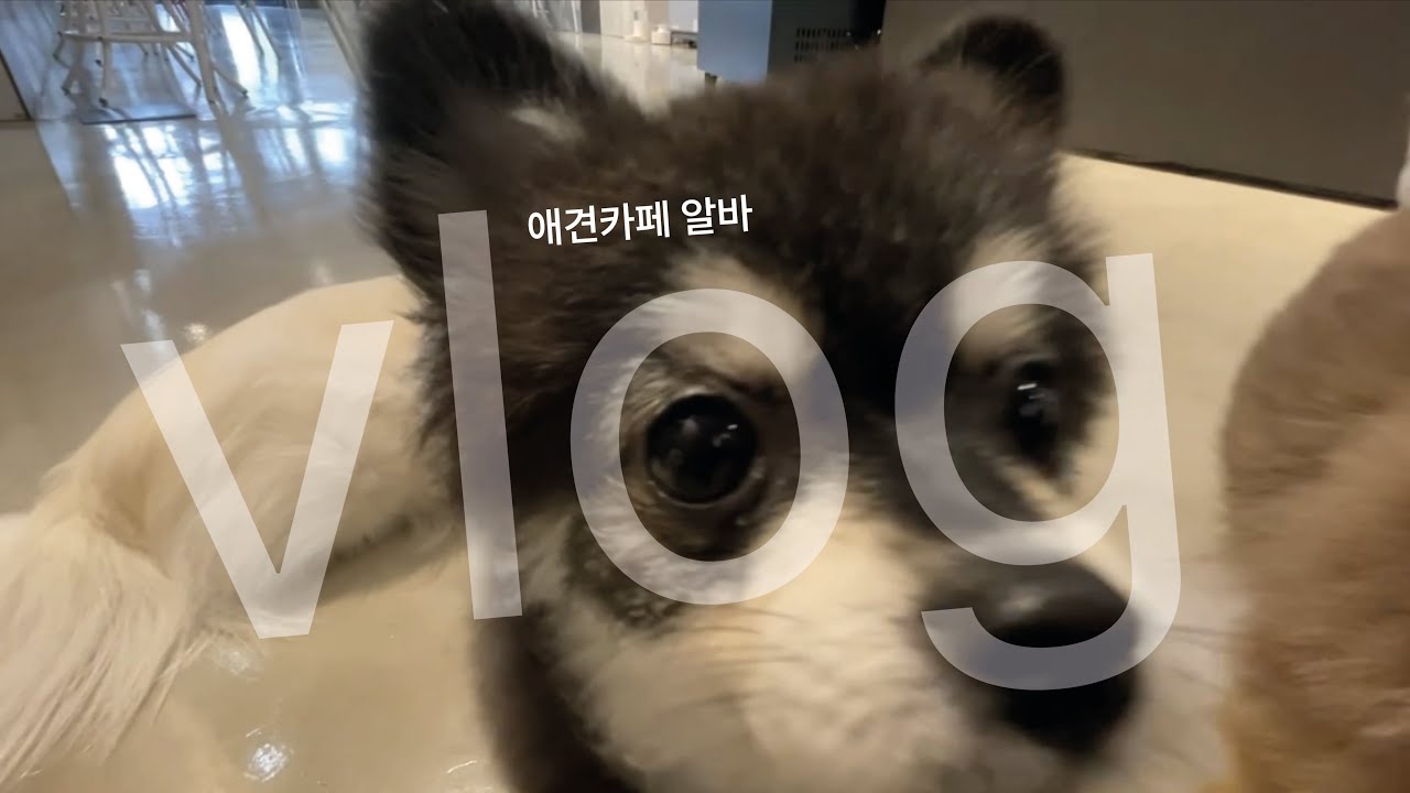 [vlog] 애견카페 알바 브이로그/일상/카페알바/댕댕이/강아지카페