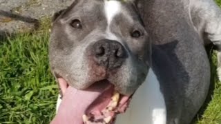 Rescued Pit Bull Talks Back When Mom Asks Her Questions
