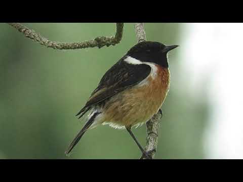 Cartaxo-comum / Eurasian Stonechat (Saxicola torquatus) no Parque Natural de Sintra-Cascais.