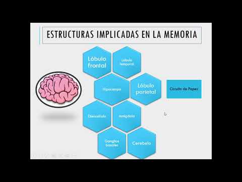 Psicopatología de la memoria