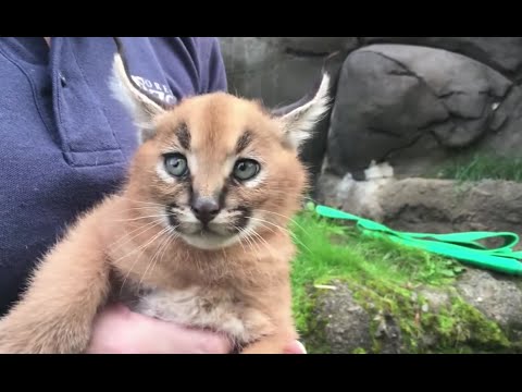 Watch: 6-week-old caracal kittens explore their Oregon Zoo ...