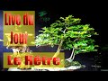 Live du jour  le htre  genres fagus sylvatica  tous ce quil y a savoir 