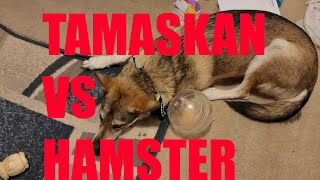 Tamaskan and the Hamster