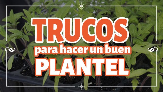 5 Piezas Bandejas Semilleros de Germinacion con Luces LED de Cultivo, Mini  Juego de Cultivo de Invernadero para AlféIzares de Invernaderos Plantas en  Crecimiento: : Jardín