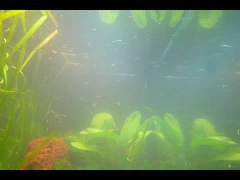 Mi acuario tiene el agua turbia - YouTube
