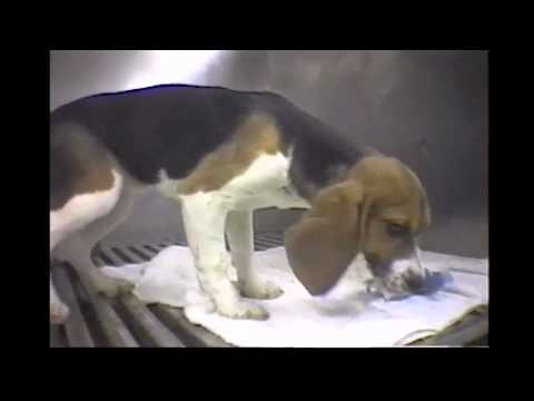 Video: ABD'li Araştırmacılar Hayvanlar Üzerinde Yapılan Testleri Savunuyor